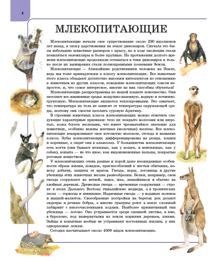 Животные. Книга энциклопедия для детей — изображение 2